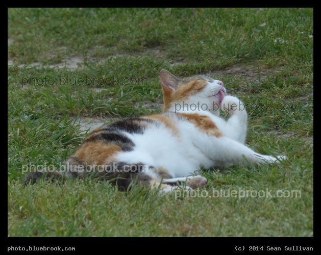 Calico Paw Washing - Boone Hall Plantation, Mt Pleasant SC