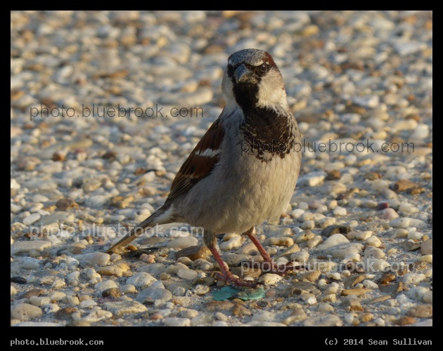 Little Bird - Washington DC