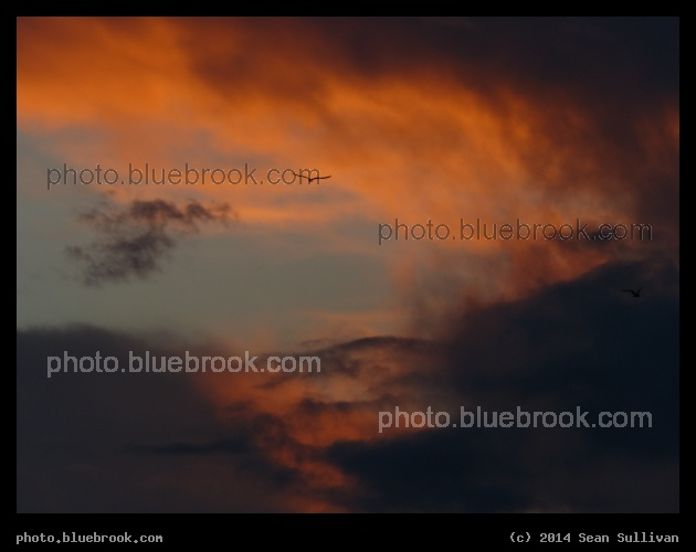 Soaring at Sunset - Sarasota, FL