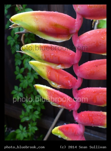 Red Ladder of Flowers - Everglades International Hostel, Florida City FL