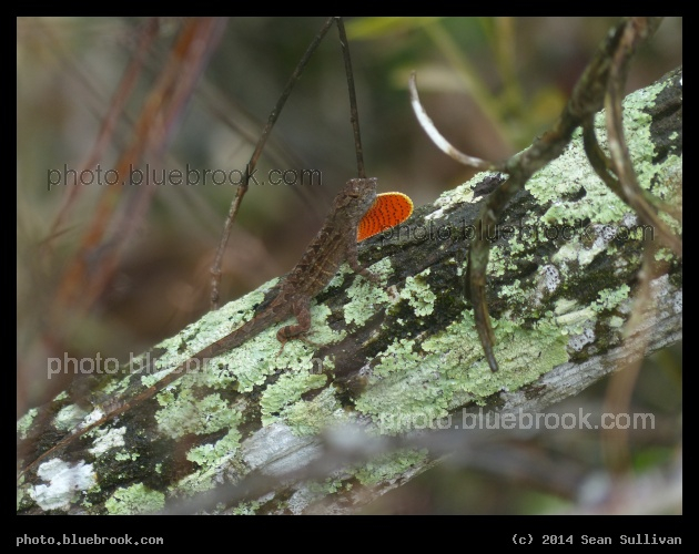 Red Display - Fakahatchee Strand Preserve State Park, near Copeland FL