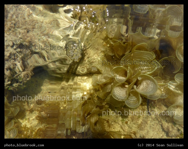 Passing Wave - Islamorada, Florida Keys