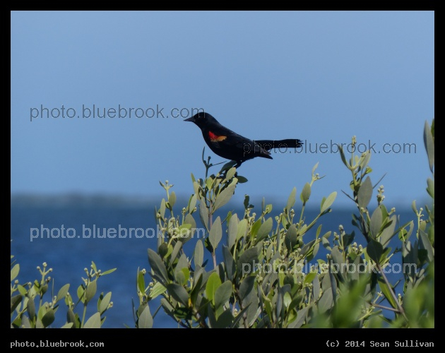 Merritt Island Blackbird - Merritt Island National Wildlife Refuge, north of the Kennedy Space Center, Florida
