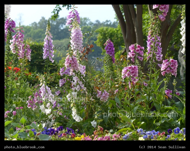 Foxglove Garden - Boone Hall Plantation, Mt Pleasant SC