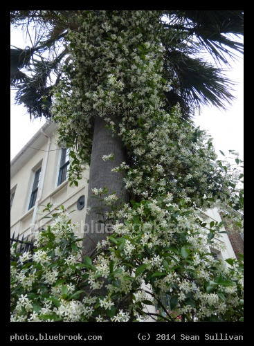 Encircled Palm - Charleston SC