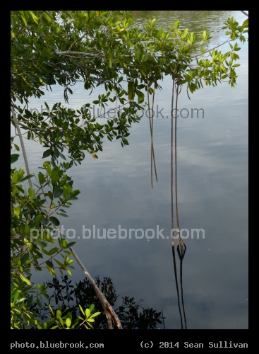 Dropping Roots - Tree roots, Big Cypress National Preserve visitor center, Ochopee FL
