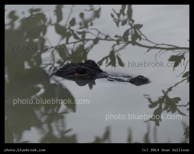 Eyes from the Deep - Alligator at Fakahatchee Strand Preserve State Park, near Copeland FL