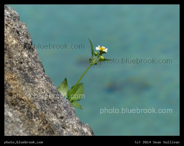 Flower on a Diagonal - Weeki Wachee State Park, FL