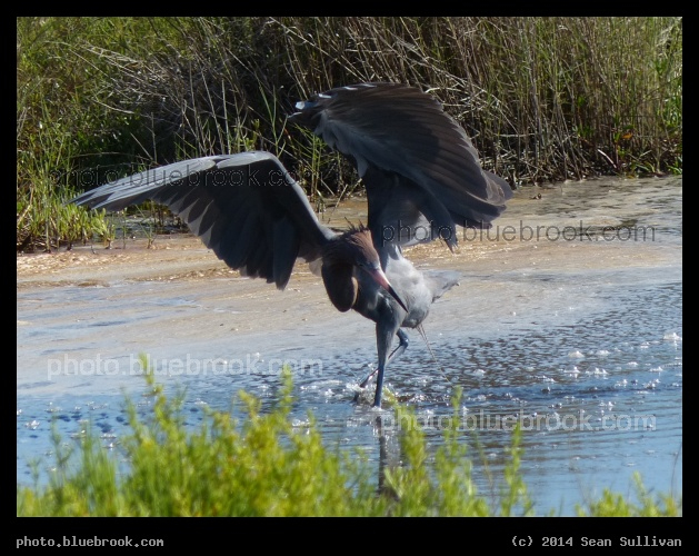 Mating Dance - Merritt Island National Wildlife Refuge, north of the Kennedy Space Center, Florida