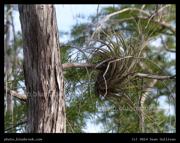 Hanging on a Branch - Airplant in the Everglades, Florida