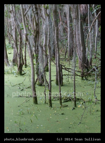 Roots in a Lake - Boone Hall Plantation, Mt Pleasant SC