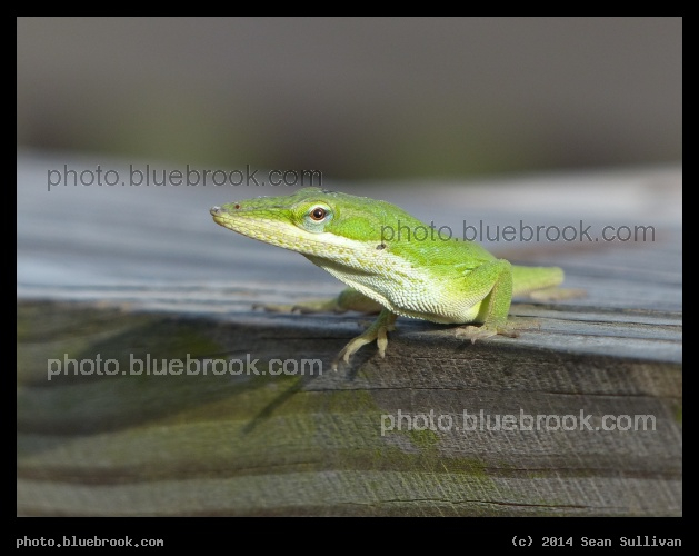 Green Anole - H.P Williams Roadside Park on the Tamiami Trail, Big Cypress National Preserve, Ochopee FL