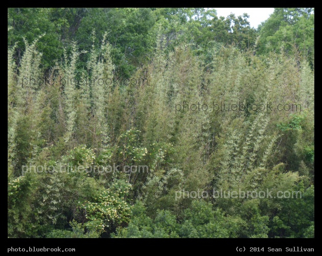 Riot of Plants - Boone Hall Plantation, Mt Pleasant SC