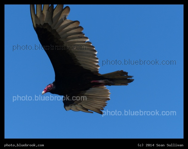 Watched by Vulture - Merritt Island National Wildlife Refuge, north of the Kennedy Space Center, Florida