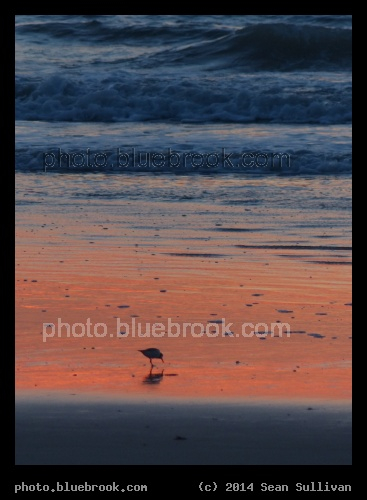 Morning Exploration - Before sunrise, Cocoa Beach FL
