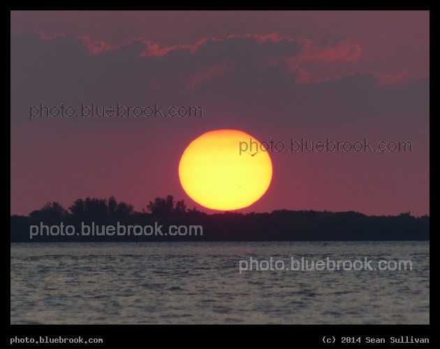 Wings over the Sun - Sunset over the Gulf of Mexico, St Petersburg FL
