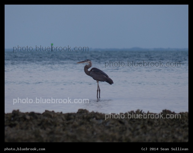 Water Walk - Gulf of Mexico, St Petersburg FL