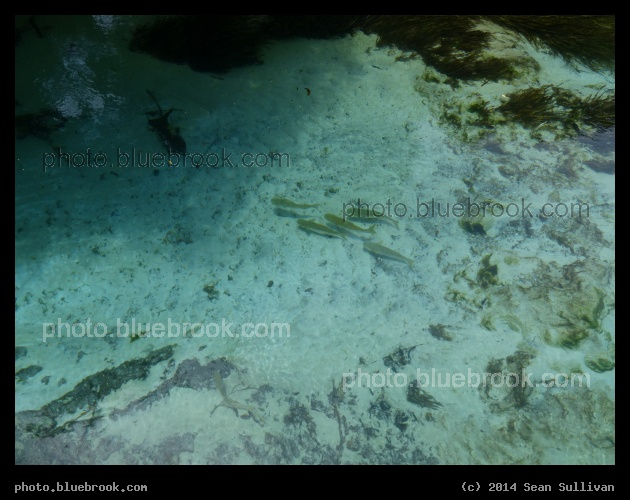 Weeki Wachee River - Weeki Wachee State Park, FL
