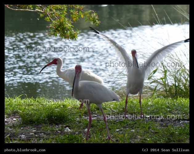 Wings! - Orange Lake, New Port Richey FL