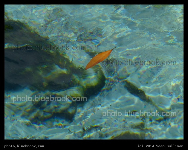 Orange Leaf, Aqua Water - Weeki Wachee State Park, FL