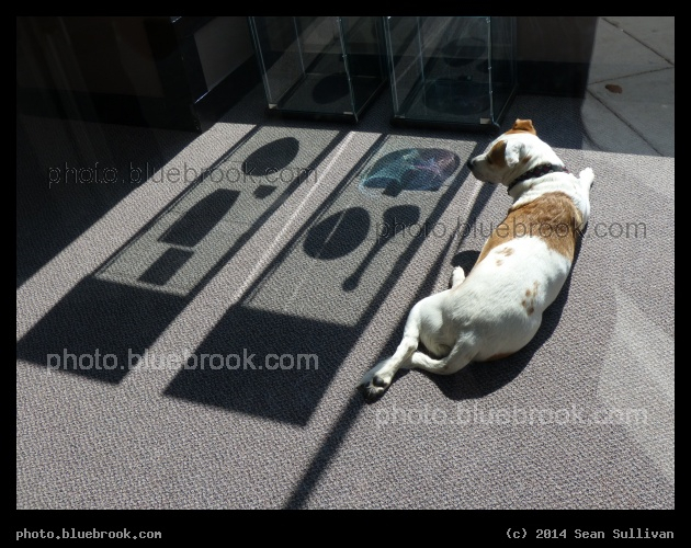 Shadow, Shadow, Dog - Asheville, NC