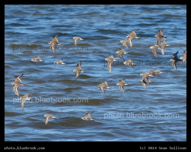 Fast Flock - Merritt Island National Wildlife Refuge, north of the Kennedy Space Center, Florida