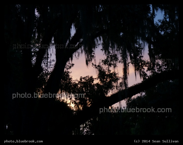 Spanish Moss Silhouette - Micanopy FL
