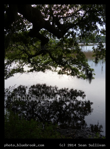 Reaching over Water - Boone Hall Plantation, Mt Pleasant SC