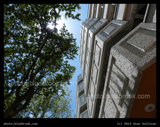 Tree and Facade - Downtown St Petersburg, FL