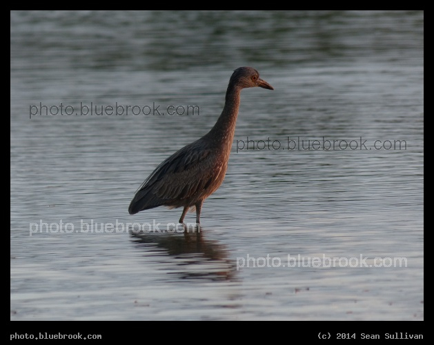 Alert Waterbird - Gulf of Mexico, St Petersburg FL
