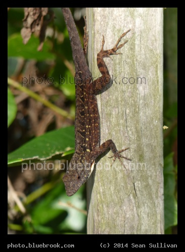 Brown Anole - H.P Williams Roadside Park on the Tamiami Trail, Big Cypress National Preserve, Ochopee FL