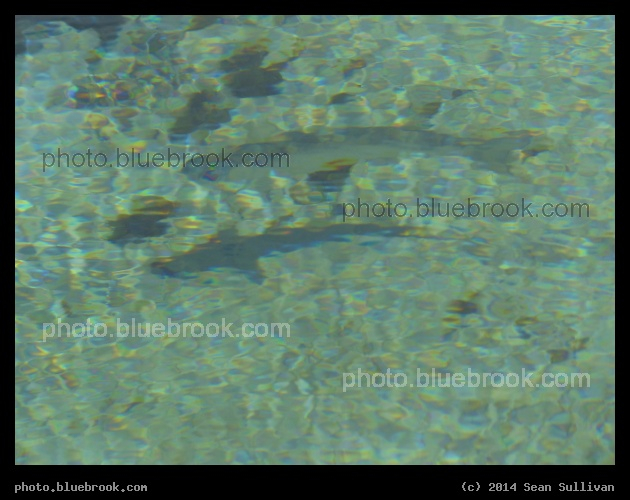 Fish and Shadow - Weeki Wachee State Park, Weeki Wachee FL