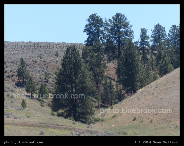 Valley with Trees - Near Eightmile Creek, Florence MT