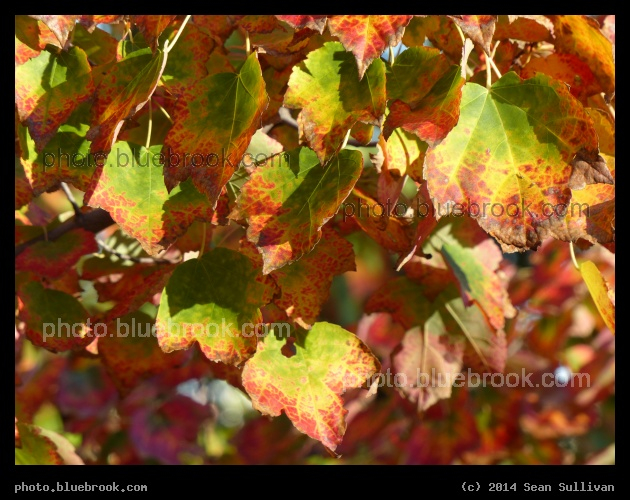 Changing Colors - Draw Seven Park, Somerville MA