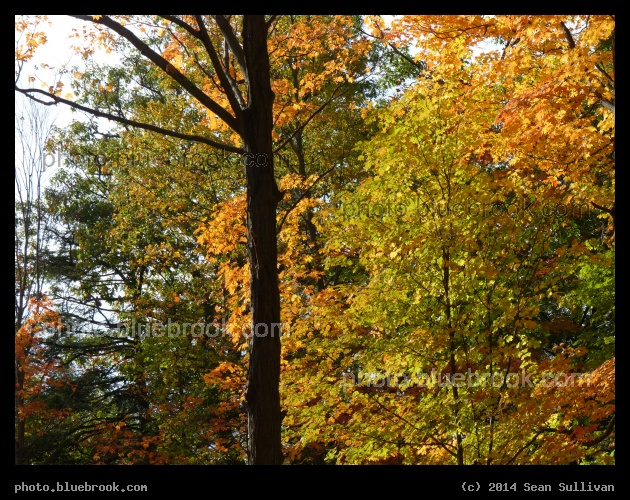 Yellow Theme - Newton MA