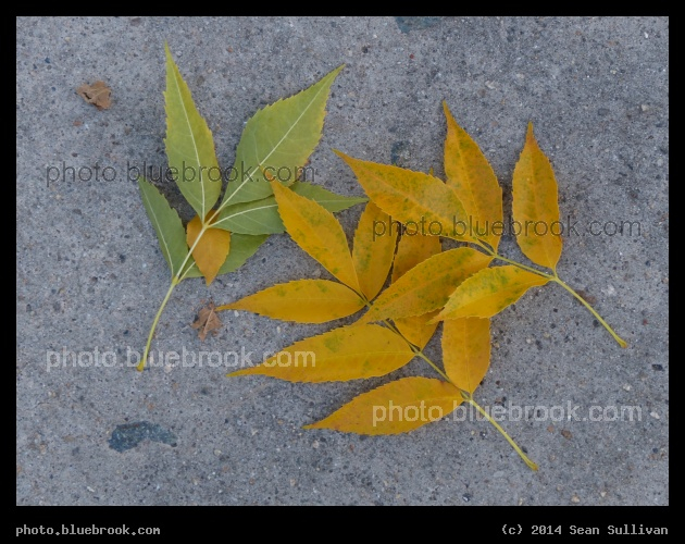 Trio of Twigs - Arlington MA