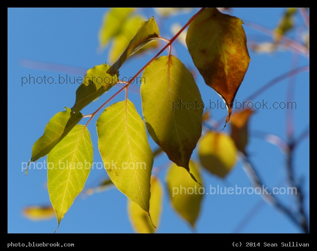 Sunlight through Yellow Leaves - Draw Seven Park, Somerville MA