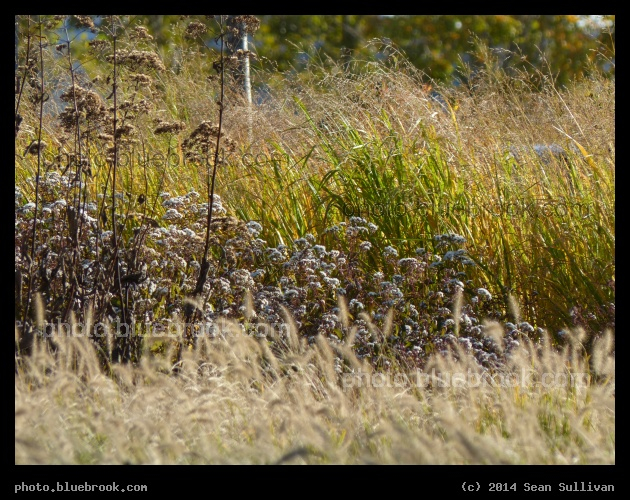 Mystic Grasses - Alongside the Mystic River, Somerville MA