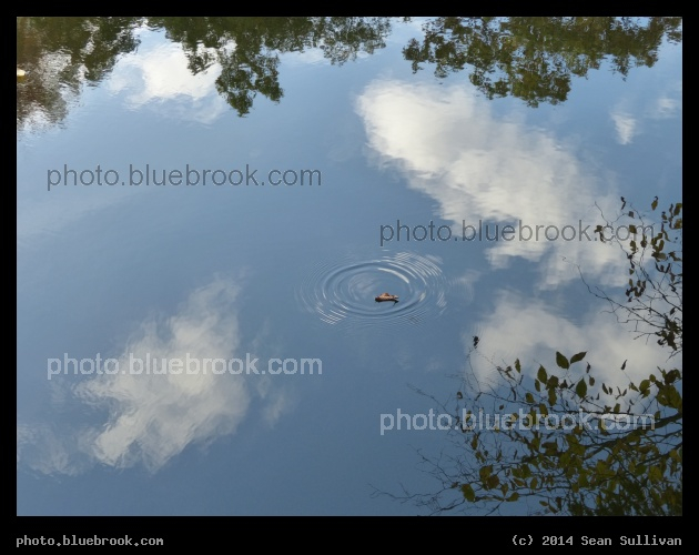 Fallen Leaf - Charles River, Hemlock Gorge, Needham MA