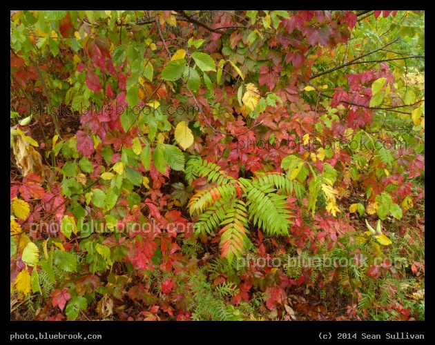 Chorus of Colors - Minuteman Bikeway, Arlington MA