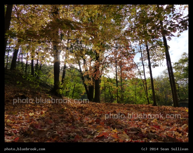 Afternoon in Autumn - Newton MA