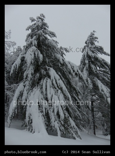 Weighty Snow - Sutton, QC