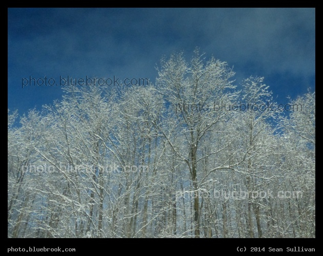 Winter Trees on I-89 - From I-89 near Williston VT