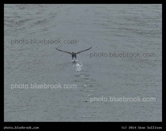 Flying Away - Mystic River, Draw Seven Park, Somerville MA