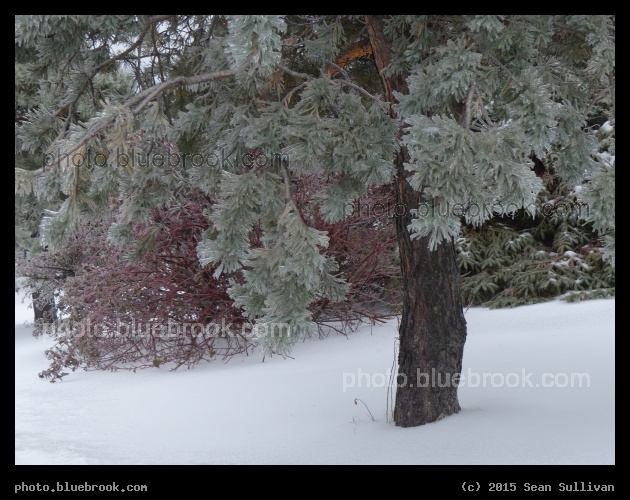 Colorful Winter Plants - Parc Jean-Drapeau, Ile Sainte-Helene, Montreal, QC