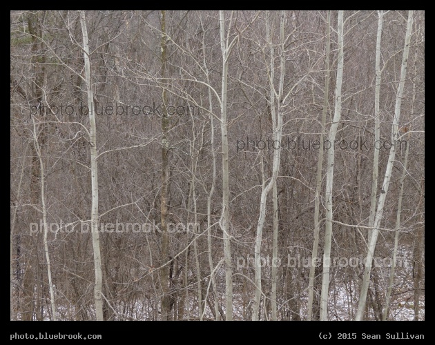 Elegant Woodland - Williston, VT