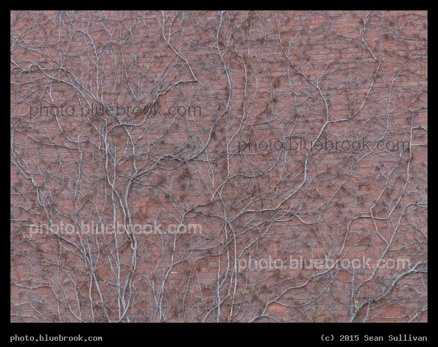 Entwined Vines - Burlington, VT