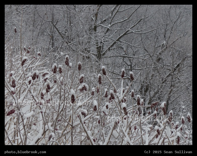 Outlined by Snow - Mont Royal, Montreal QC