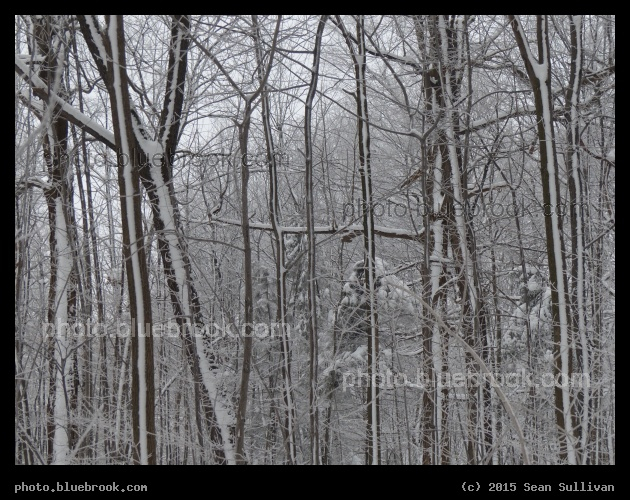 Snow-Striped Trees - Mont Royal, Montreal QC