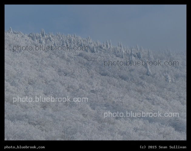 Fairy-Tale Trees - From Mt Sutton, QC